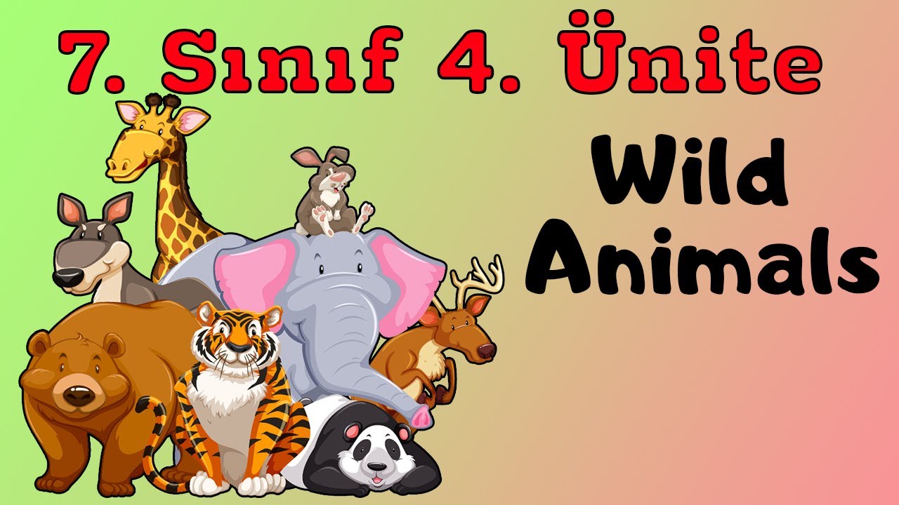 7.SINIF İNGİLİZCE 4.ÜNİTE KONU ANLATIMI VE KELİMELERİ ( WILD ANIMALS )